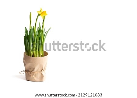 Blossoming yellow daffodil flower in a paper pot.