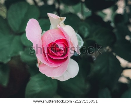 A rose in dark blurred background with selective focus