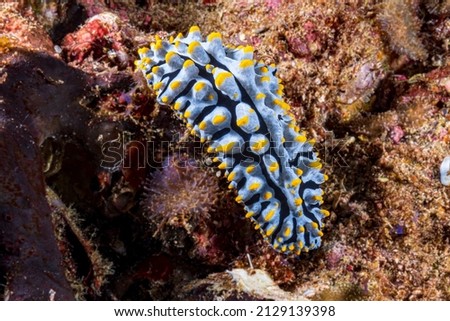 Nudibranch sea slug on the coral reef of Phuket, Thailand