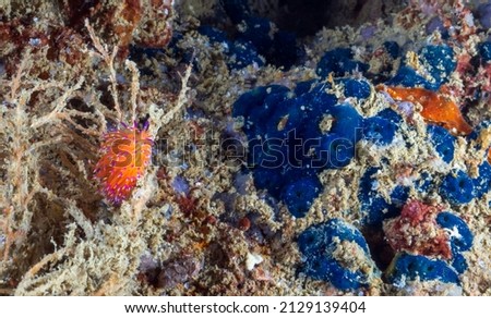 Nudibranch sea slug on the coral reef of Phuket, Thailand