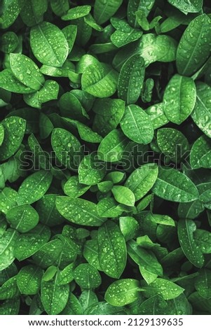 Art abstract spring background natural green leaf with rain drop after the storm at rainforest. leaves green background with rain drop. top view of green leaf in the garden. fat lay. Royalty-Free Stock Photo #2129139635