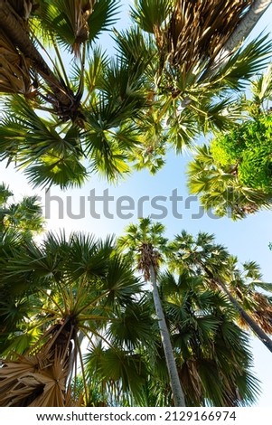 This is a picture of palm trees that are high up in the sky. We use their fruit to make sugar.