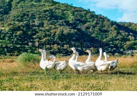 Geese flock grazing in grassland in rural area in sunny day. Little home goose farm. White geese feeding on meadow. Royalty-Free Stock Photo #2129171009