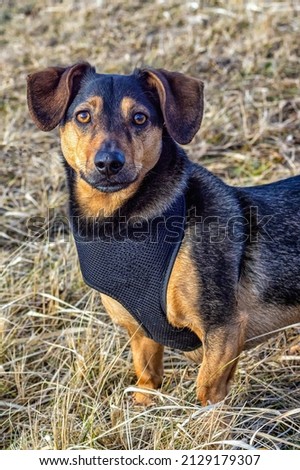 A black little dog dachshund is closely watching the photographer on the dried grass in the fall