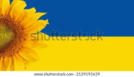 Ukraine, sunflowers are a symbol of Ukraine Royalty-Free Stock Photo #2129195639