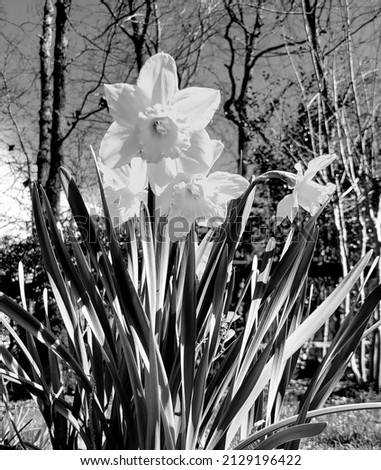 Black and White Photo Yellow Daffodils Blue Sky Garden