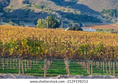 Sunny view of the vineyard landscape of Salinas Valley at California