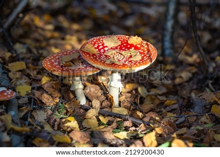 Amanita muscaria mushroom with a bright red hat in the autumn forest macro photography. Red hat fly agaric with white spots standing in dry fallen leaves.