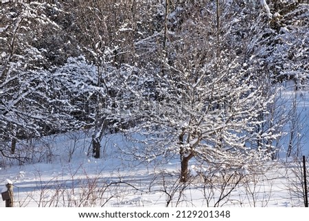 Fresh Snow Coves Apple Tree Branches in this Rural Winter Wonderland Scenic