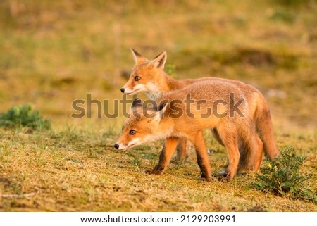 Two Young Red Foxes on the Grass Together