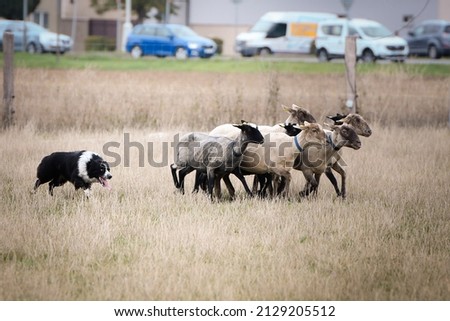 Black and white border collie learns to herd a flock of sheep in a pen. Sports standard for dogs on the presence of herding instinct. Royalty-Free Stock Photo #2129205512
