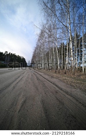 a straight path of birch on one side and a coniferous forest on the other