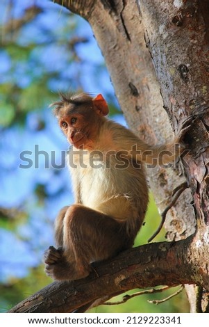 Ooty monkey 2022 image camera dslr canon 60d Royalty-Free Stock Photo #2129223341