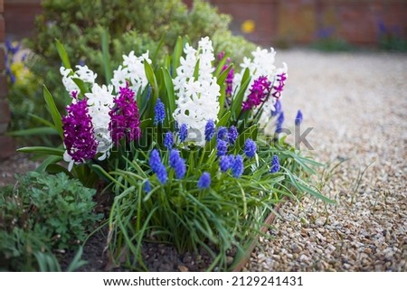 Hyacinth and muscari (grape hyacinth) flowers in a flowerbed in winter, UK garden bulb plants Royalty-Free Stock Photo #2129241431