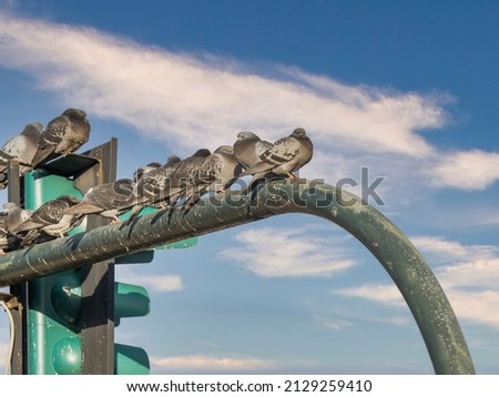 plenty pigeon on top a traffic light