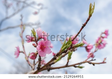 Pink Peach Flowers Blooming on Peach Tree in Blue Sky Background, selective focus Royalty-Free Stock Photo #2129264951
