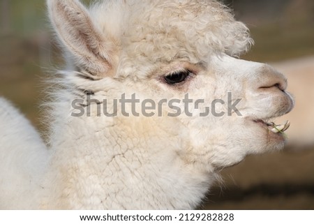 Portrait of a white alpaca standing in a pasture outdoors against a green background in nature