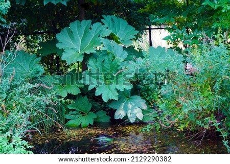 garden pond landscape with a large huge giant shrub Gunnera manicata Brazilian giant rhubarb with gigantic enormous leaves 