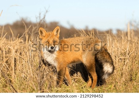 Red Fox Standing in A Nature Background