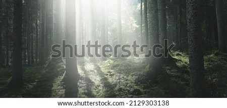 Majestic evergreen forest at sunrise. Mighty pine trees, moss, green plants. Morning fog, pure sunlight, sunbeams. Dark atmospheric landscape. Nature, seasons, summer. Fairytale, fantasy concepts Royalty-Free Stock Photo #2129303138