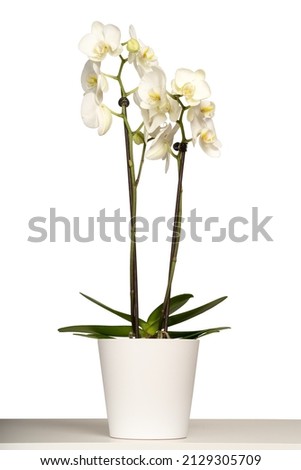White orchid (Phalaenopsis) in a white pot with many flowers isolated on white background. Royalty-Free Stock Photo #2129305709