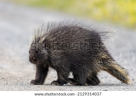 Wild porcupine in outdoor environment, crossing the Alaska Highway in summer time. Quills, feet and face in view. 
