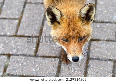 Red Fox Looking Up in A Gray Brick Background