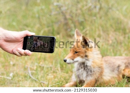 Someone Taking A Photo of A Red Fox With A Cell Phone
