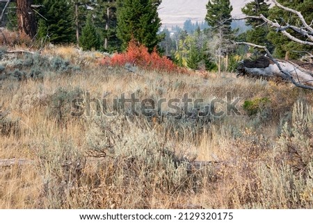 Meadow on the Slough Creek Trail, Yellowstone National Park, Wyoming Royalty-Free Stock Photo #2129320175