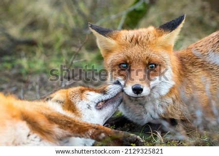 Two Red Foxes Lying in Nature Together Showing Affection