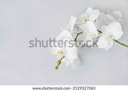 White orchid floral background, copy space, selective focus Royalty-Free Stock Photo #2129327063