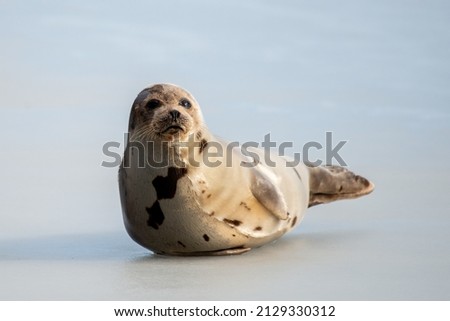 A large grey harp seal or harbour seal on white snow and tall yellow grass steering forward with a sad face. The wild gray seal has long whiskers, light fur or skin, dark eyes, and heart shaped nose.  Royalty-Free Stock Photo #2129330312