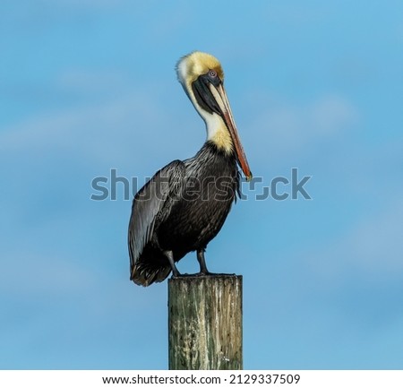 A male brown pelican sits on a dock piling in the intercoastal waterway.  Royalty-Free Stock Photo #2129337509