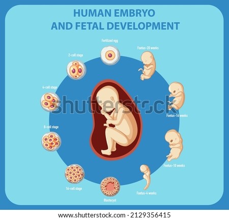 Human embryo and fetal development infographic illustration