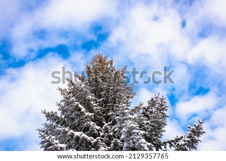Dense branches of a spruce tree in winter with snow.