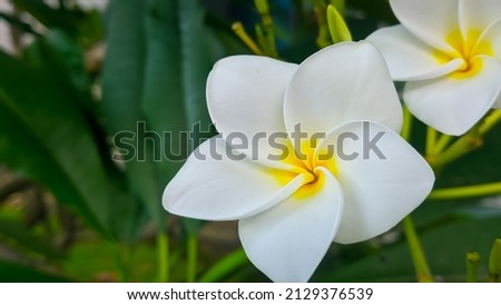 white plumeria flower in the garden with green leaf background stock images.