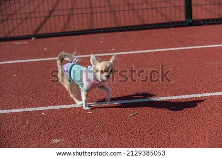 Portrait of a Chihuahua dog walking on a brown treadmill. The knitted costume is worn on the Little Animal. A walk with a pet. Outside.
