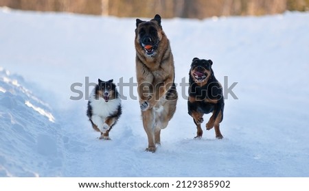 shetland sheepdog german shepherd and rottweiler running