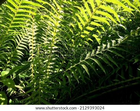 Close-up view of green fern plants growing on the summer field.