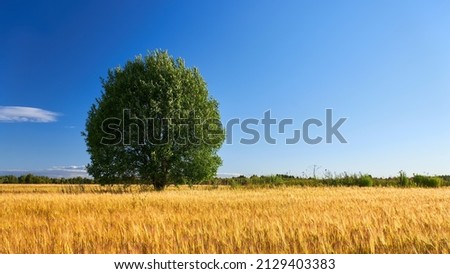 Lonely green tree stands in wheat field on a sunny summer day.