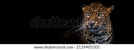 Leopard with a black background