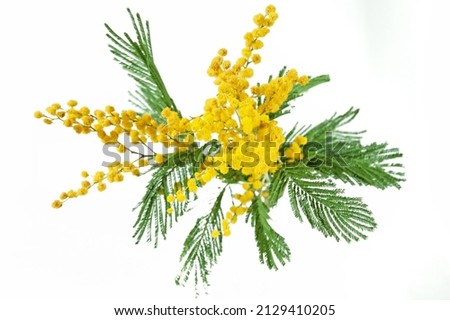 mimosa plant with round fluffy yellow flowers isolated on white, closeup