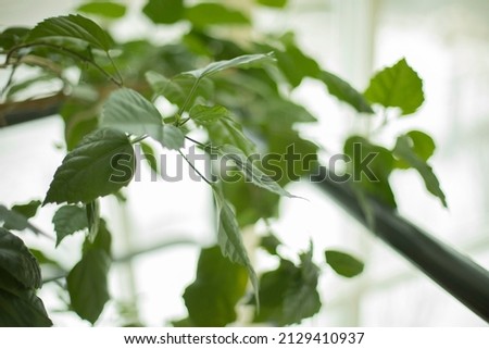 Plant in interior. Houseplant by window. Details of tree with leaves. Green leaves.