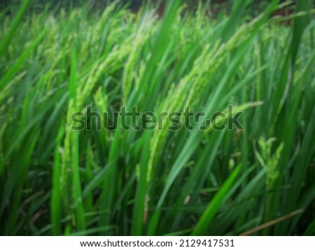 Rice field. Closeup of yellow paddy rice field with green leaf in autumn. Royalty high-quality free stock image of beautiful close up of organic rice fields or paddy field prepare the harvest unfocuse