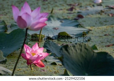 Sacred lotus are blooming with morning sunlight in the freshwater pond. 