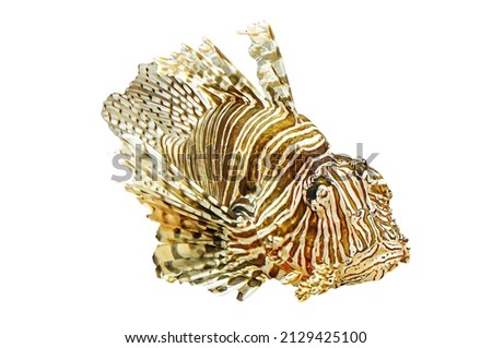 close up of a Lionfish isolated on white background with venomous fins. venomous predator fish of Pterois miles species. Devil firefish of Indian Ocean, from the Red Sea, to South Africa, Indonesia