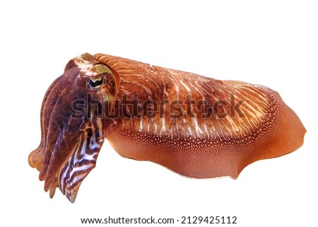 Common cuttlefish in an aquarium. Sepia officinalis species living in the Mediterranean Sea, North Sea, and Baltic Sea or South Africa. isolated on white background Royalty-Free Stock Photo #2129425112