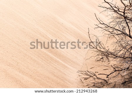 close-up picture of a sanddune with dried branches