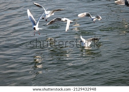 Several seagulls flying over water in blue gray color, one seagull swimming on water