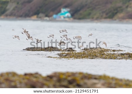 Surfbird, dunlin and black turnstone flying at seaside looking for foods. They are stocky, short-legged shorebird that thrives on rocky shorelines. In flight, note white wing stripe and bold black Royalty-Free Stock Photo #2129451791